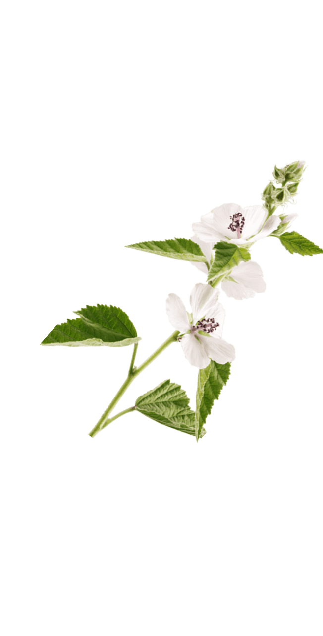 fiore bianco